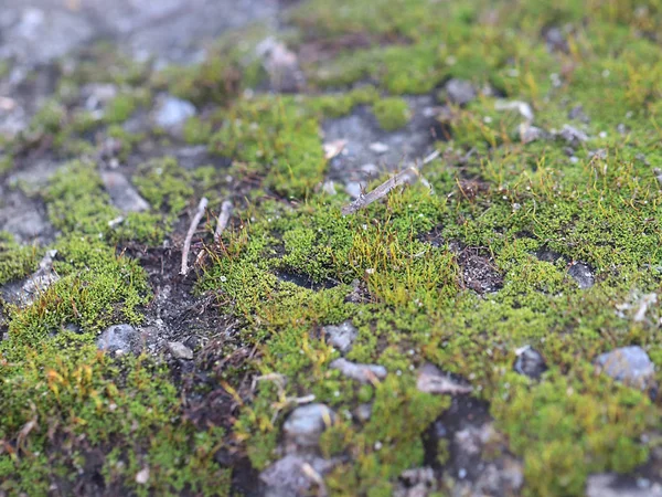 花岗岩平台表面的幼生苔藓和地衣 — 图库照片