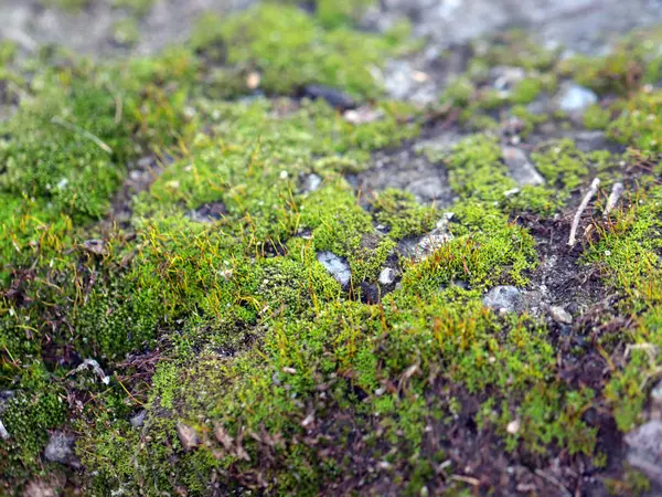 Junges Frisches Moos Und Flechten Auf Der Oberfläche Der Granitplattform — Stockfoto