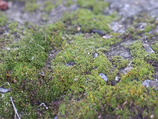 genç taze moss ve liken granit platform yüzeyi 