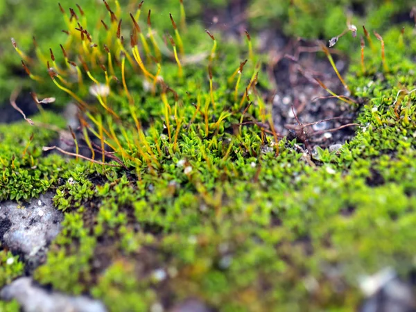 genç taze moss ve liken granit platform yüzeyi 