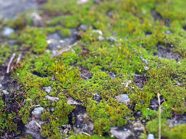 genç taze moss ve liken granit platform yüzeyi 