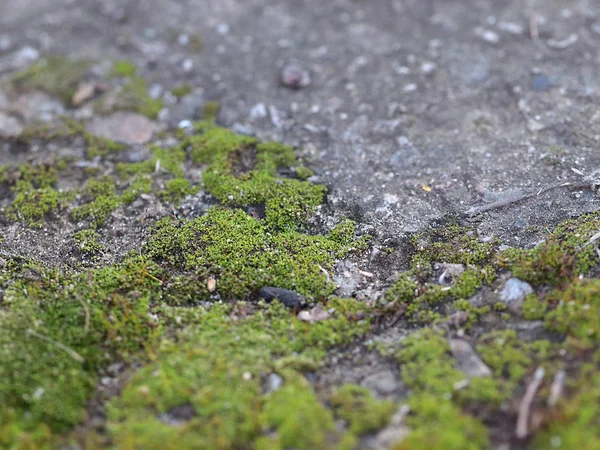 genç taze moss ve liken granit platform yüzeyi 