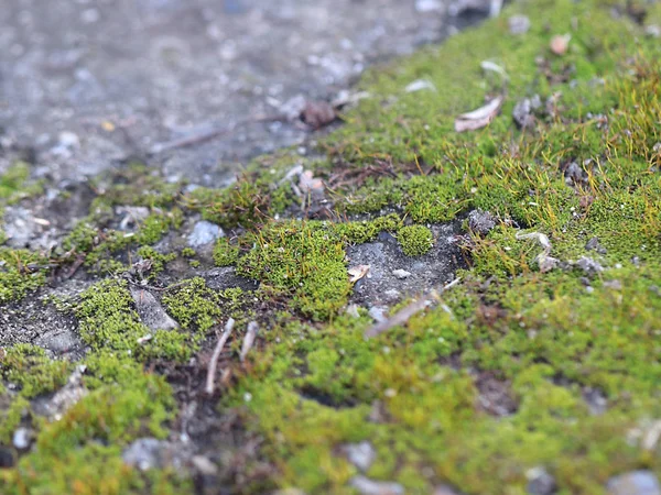 genç taze moss ve liken granit platform yüzeyi 
