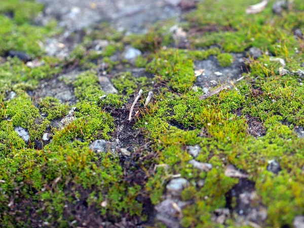 Jeune Mousse Fraîche Lichen Surface Plate Forme Granit — Photo