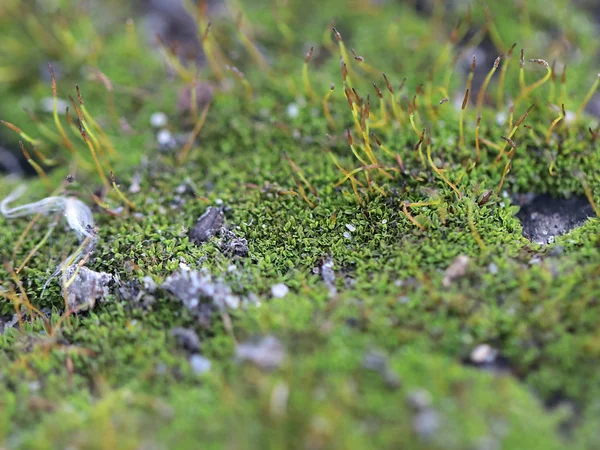 Musgo Fresco Joven Liquen Superficie Plataforma Granito — Foto de Stock