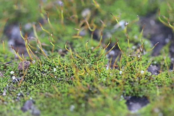 花岗岩平台表面的幼生苔藓和地衣 — 图库照片
