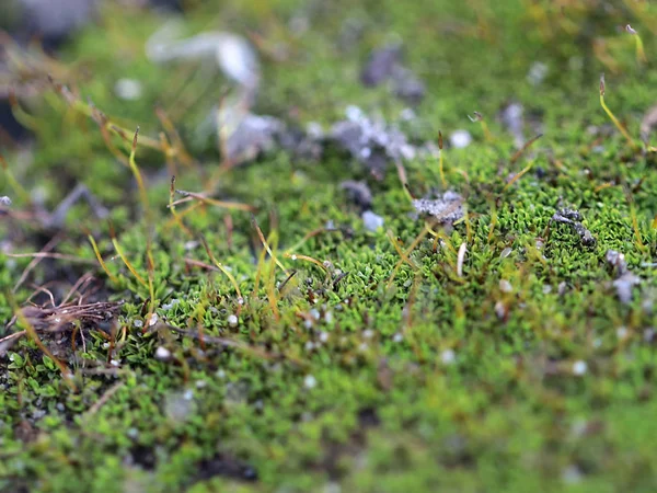 genç taze moss ve liken granit platform yüzeyi 