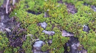 çok renkli liken ve eski ağaç dalları kabuğu üzerinde yosun 