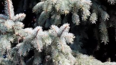 çok renkli liken ve eski ağaç dalları kabuğu üzerinde yosun 