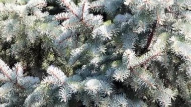 çok renkli liken ve eski ağaç dalları kabuğu üzerinde yosun 