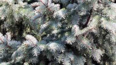 çok renkli liken ve eski ağaç dalları kabuğu üzerinde yosun 