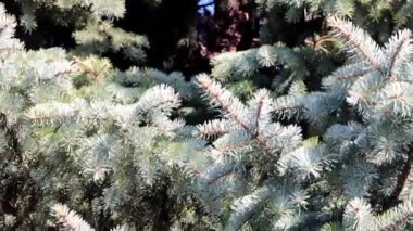 çok renkli liken ve eski ağaç dalları kabuğu üzerinde yosun 