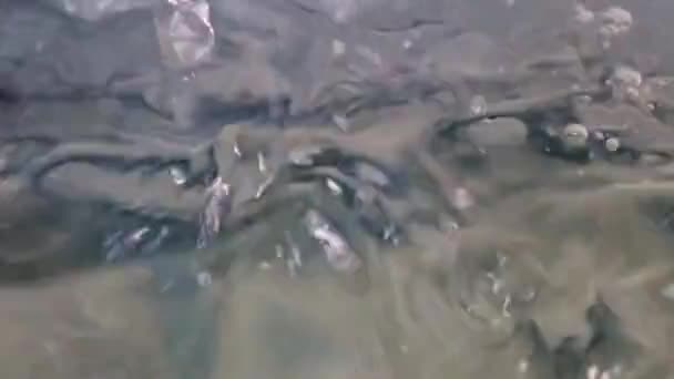 バーストし クリーン液の表面に水の滴の影響からトレース — ストック動画