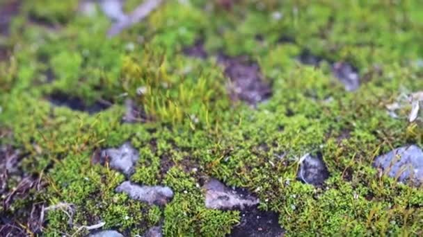 Lichen Multicolore Mousse Sur Écorce Vieilles Branches Arbres — Video