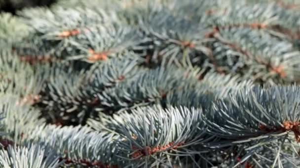 Lichen Multicolore Mousse Sur Écorce Vieilles Branches Arbres — Video
