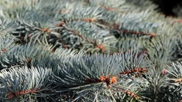 Lichen Multicolore Mousse Sur Écorce Vieilles Branches Arbres — Video