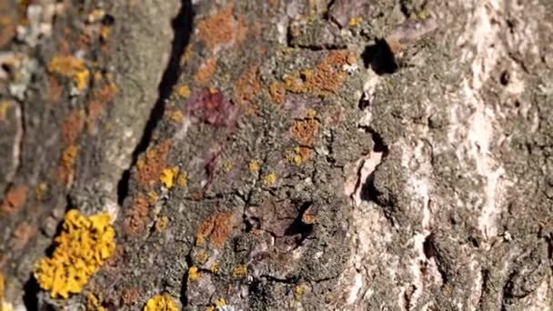 Líquen Multicolorido Musgo Casca Galhos Árvores Velhas — Vídeo de Stock