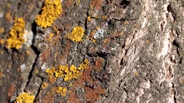 Multicolored Lichen Moss Bark Old Tree Branches — Stock Video