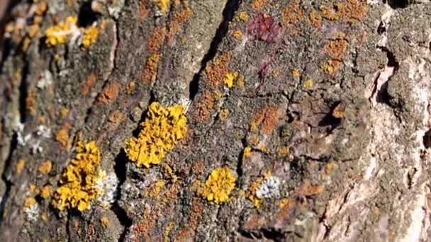Multicolored Lichen Moss Bark Old Tree Branches — Stock Video