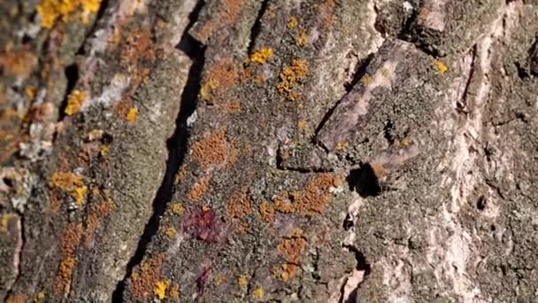 色とりどりの地衣類や古い木の枝の樹皮に苔 — ストック動画