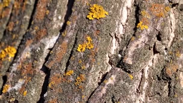 Lichen Multicolore Mousse Sur Écorce Vieilles Branches Arbres — Video