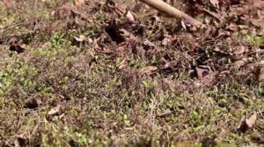 yan yatan eski çim yaprakları Kuru 