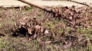 yan yatan eski çim yaprakları Kuru 