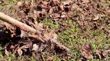 yan yatan eski çim yaprakları Kuru 