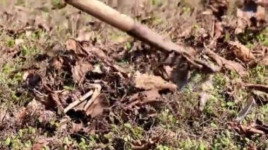 yan yatan eski çim yaprakları Kuru 