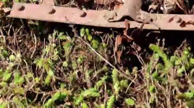 yan yatan eski çim yaprakları Kuru 