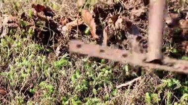 yan yatan eski çim yaprakları Kuru 