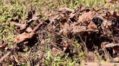 yan yatan eski çim yaprakları Kuru 