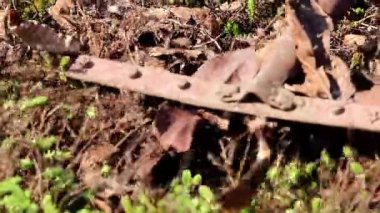 yan yatan eski çim yaprakları Kuru 