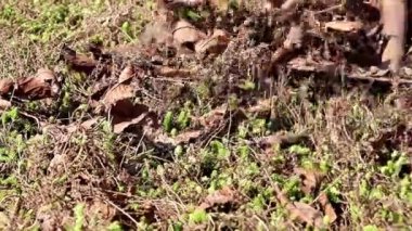 yan yatan eski çim yaprakları Kuru 