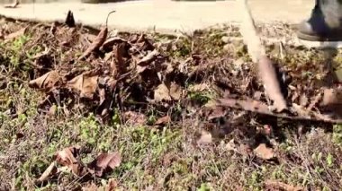 yan yatan eski çim yaprakları Kuru 