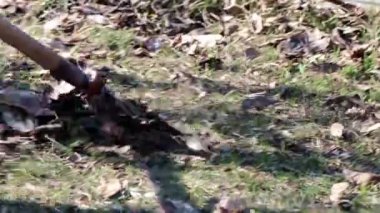 yan yatan eski çim yaprakları Kuru 