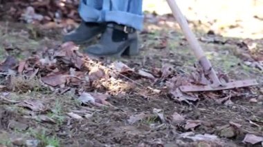 yan yatan eski çim yaprakları Kuru 