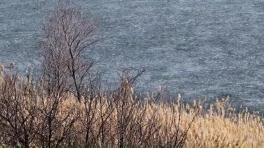 nehir bitkiler bir göl kıyısında buzla kaplı 