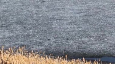 nehir bitkiler bir göl kıyısında buzla kaplı 