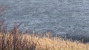 nehir bitkiler bir göl kıyısında buzla kaplı 