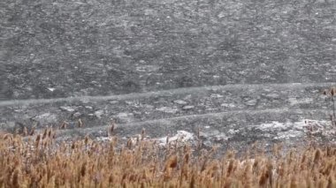 nehir bitkiler bir göl kıyısında buzla kaplı 