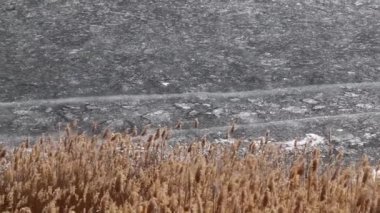 nehir bitkiler bir göl kıyısında buzla kaplı 