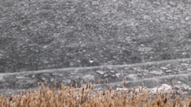 nehir bitkiler bir göl kıyısında buzla kaplı 