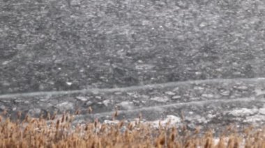 nehir bitkiler bir göl kıyısında buzla kaplı 