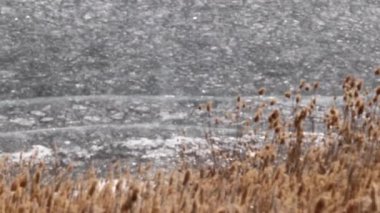 nehir bitkiler bir göl kıyısında buzla kaplı 