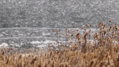 nehir bitkiler bir göl kıyısında buzla kaplı 