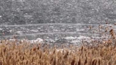 nehir bitkiler bir göl kıyısında buzla kaplı 