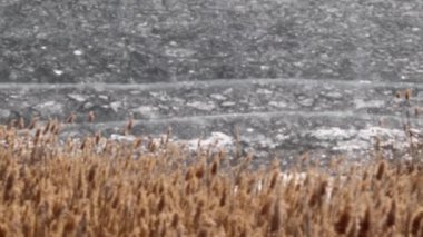 nehir bitkiler bir göl kıyısında buzla kaplı 