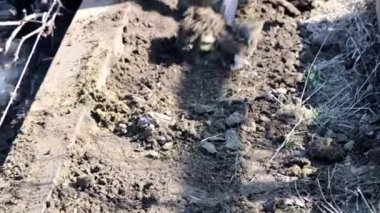 Bahçe toprak tarımsal bir kürekle kazmaya