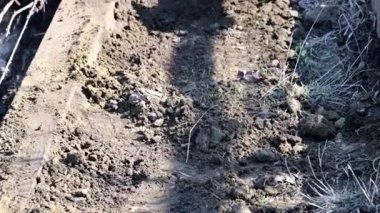 Bahçe toprak tarımsal bir kürekle kazmaya